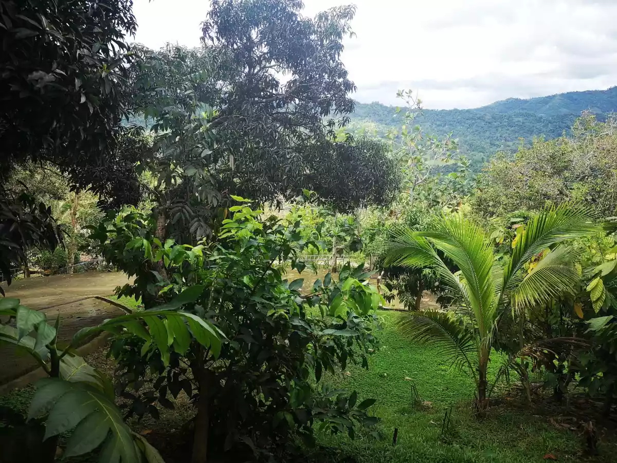 Paril Farm for SALE Cebu City  - Titled Property - photo 7