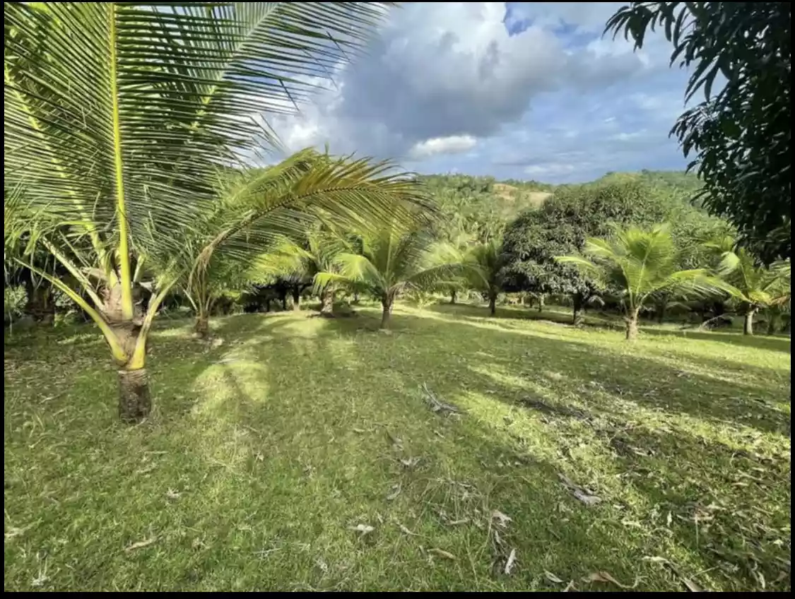 Titled Farmlot in Toledo City — Agricultural Lot in Cebu, Philippines — Photo 7