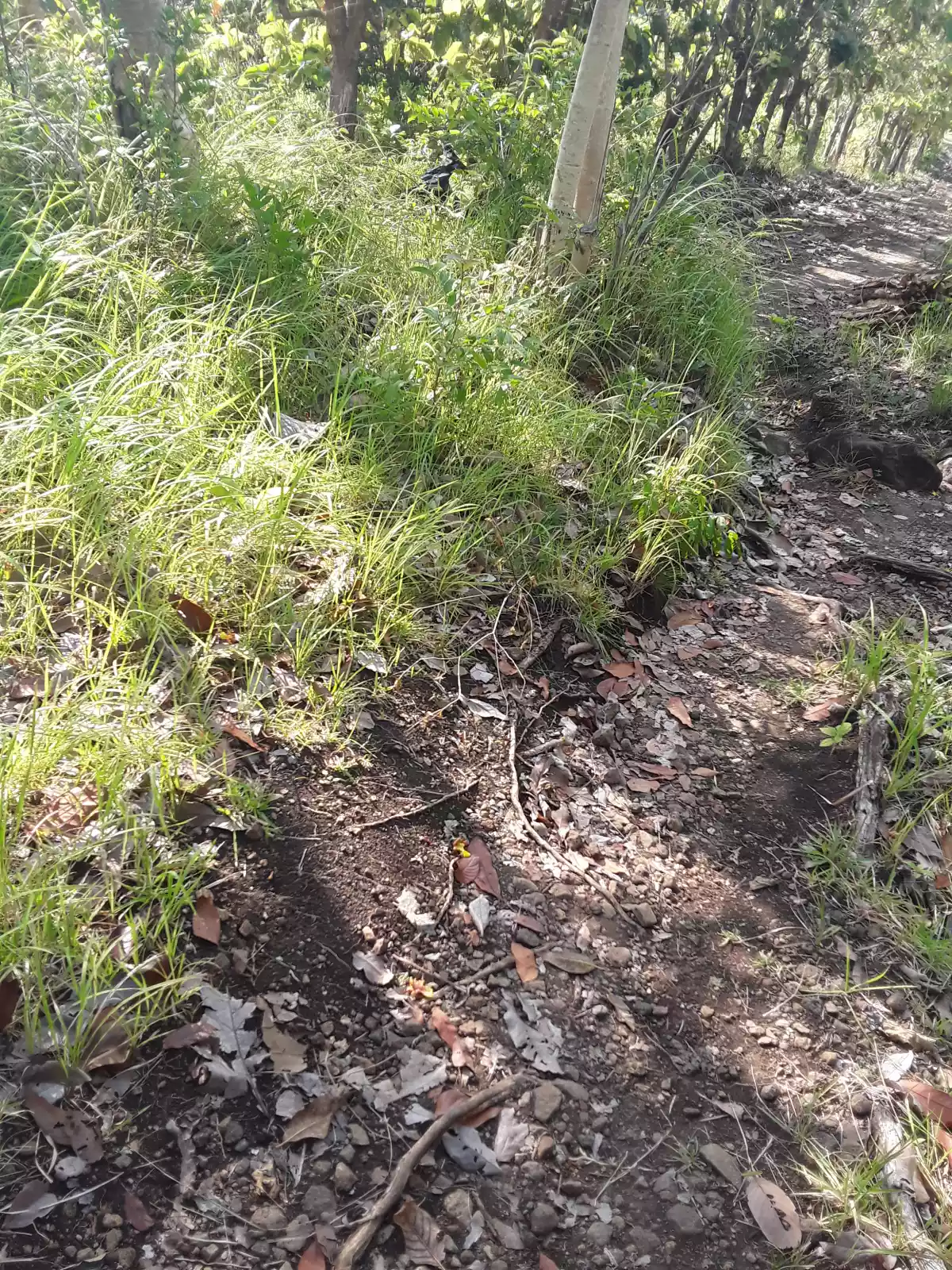 Agricultural lot for sale