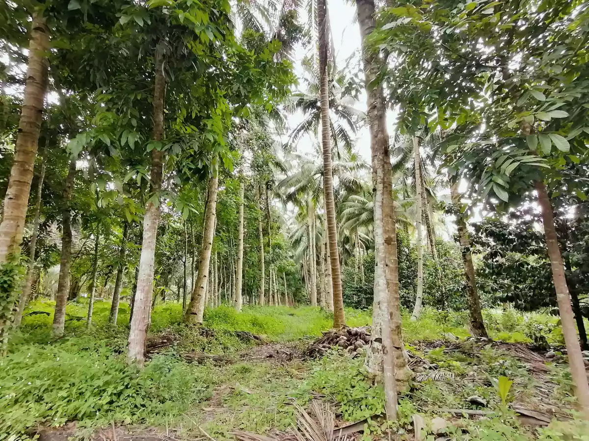 1 HECTARE FARM LOT IN TUPI — Agricultural Lot in South Cotabato, Philippines — Photo 6