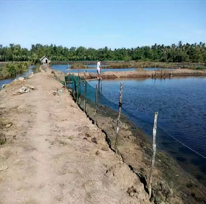 Agricultural Land with Fish Pond — Agricultural Lot in Narra, Palawan, Philippines — Photo 2
