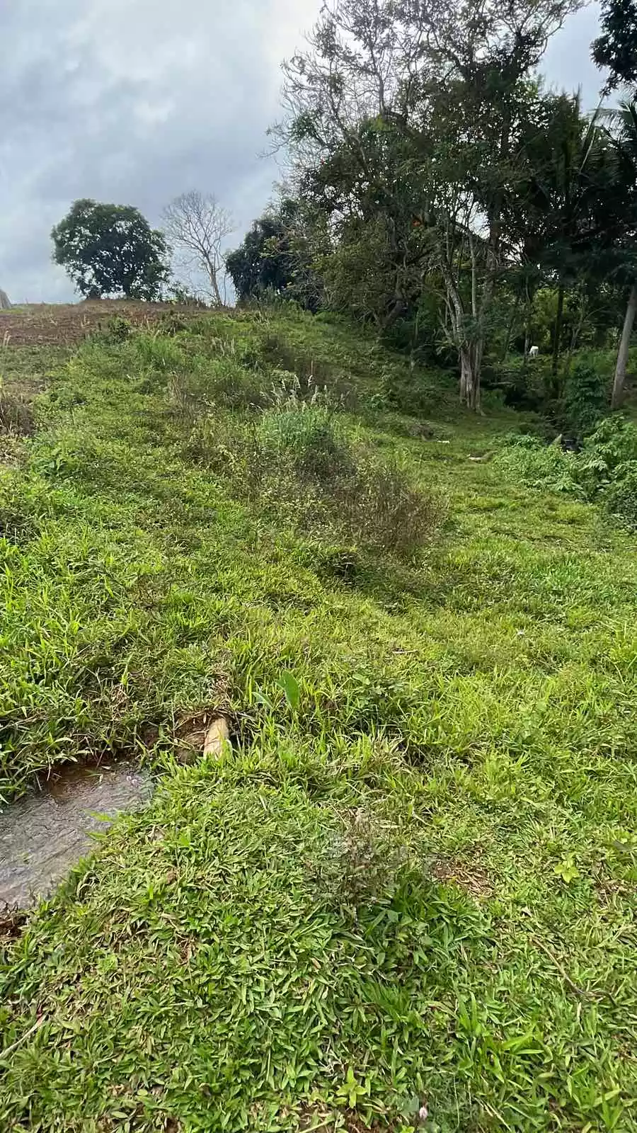 3.8 HA agricultural lot for sale at Baungon Bukidnon — Agricultural Lot in Baungon, Bukidnon, Philippines — Photo 3
