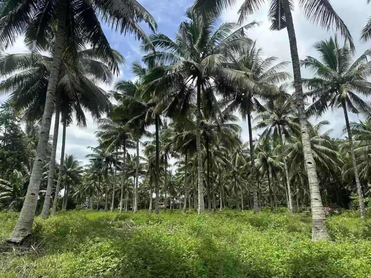 3 Hectares Farm in Polomolok with full of Coconut Trees  - photo 4