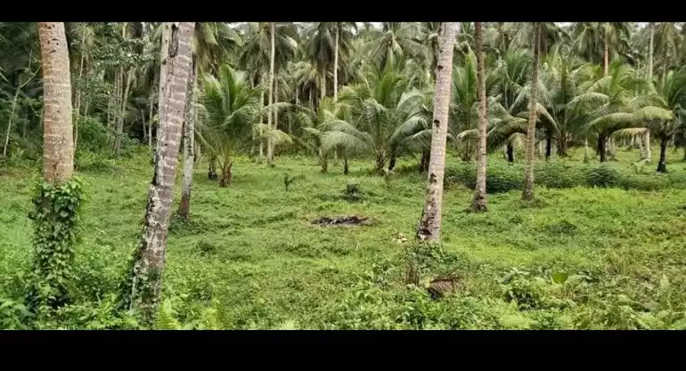 LOT BEACH FRONT FOR SALE IN PILAR, SIARGAO ISLANDS - photo 7