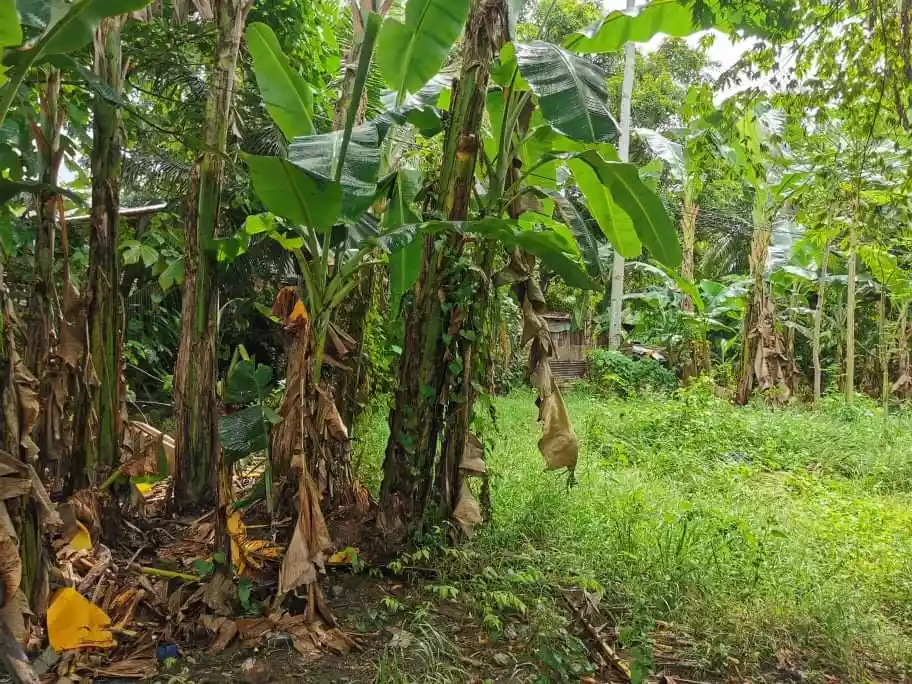 Cambuhawe, Balamban Lot for Sale — Residential Lot in Balamban, Cebu, Philippines — Photo 4