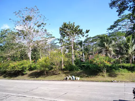 Most Affordable Farm Lot in Agusan del Sur — Agricultural Lot in Agusan del Sur, Philippines — Photo 7