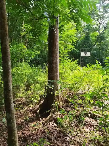 San Juan 89has Plantation — Agricultural Lot in Philippines — Photo 5