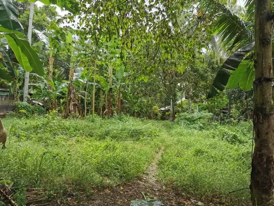 Cambuhawe, Balamban Lot for Sale — Residential Lot in Balamban, Cebu, Philippines — Photo 5