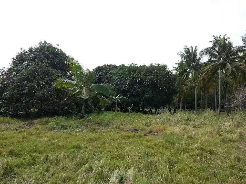 Agricultural Lot with Mango Trees - photo 4
