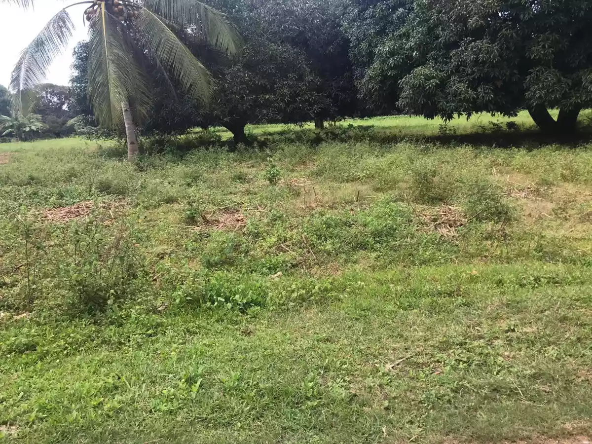 ðŸ“£MANGO FARM FOR SALE - 9 hectares - income generating propertyðŸ“£ - photo 3