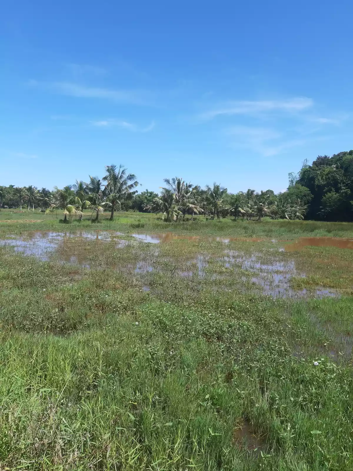 OCT - 34557 / TCT - 106461 — Agricultural Lot in Dumangas, Iloilo, Philippines — Photo 3