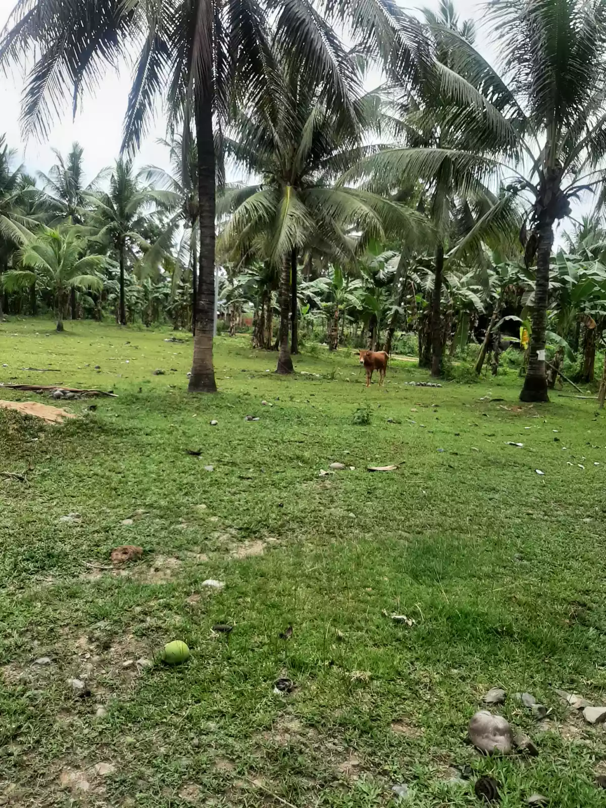 AGRICULTURAL LAND IN TOLEDO - photo 4