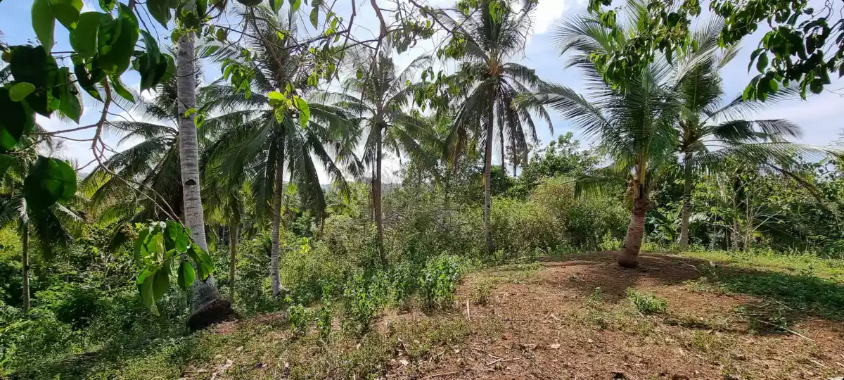 1.5 hectares farm lot for sale in Alubijid Misamis Oriental - photo 6