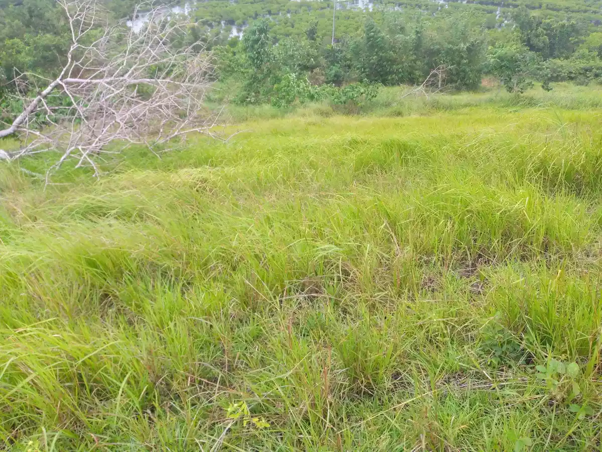 BEACH LOT FOR SALE IN UBAY BOHOL — Beach Lot in Ubay, Bohol, Philippines — Photo 3