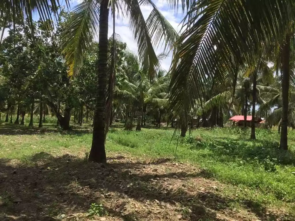 _LOT FOR SALE!  Carmen, Toledo City, Cebu...5.1 Hectares along brgy. Road  - photo 2