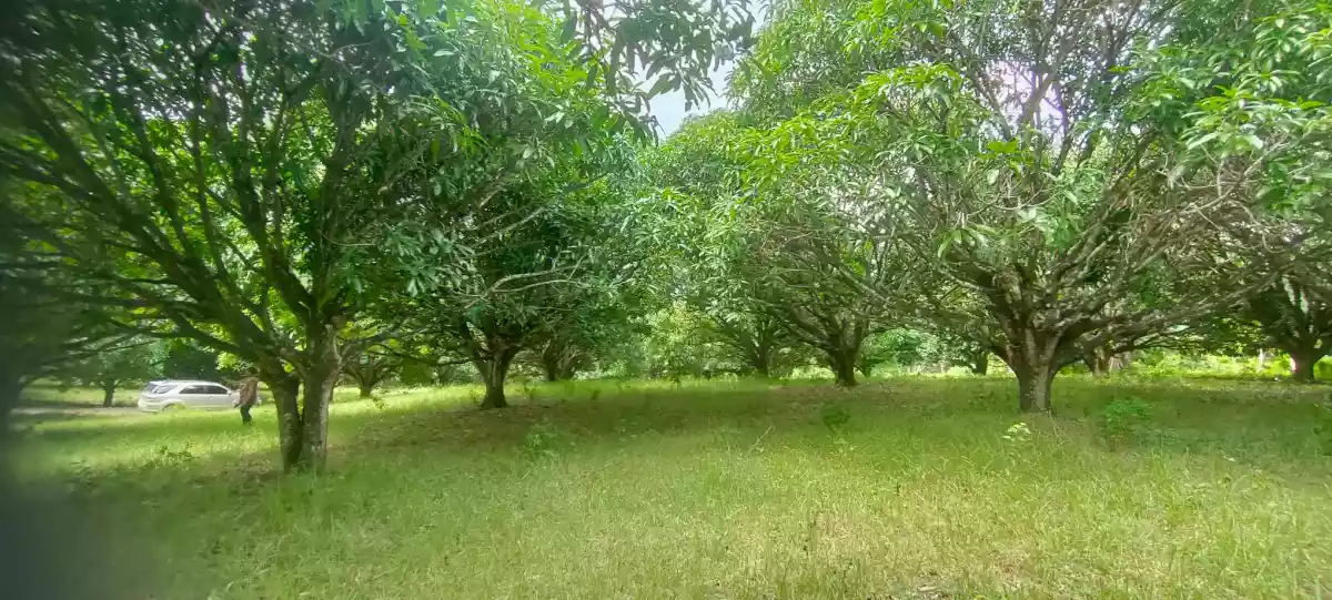 Open photo 20 of 21 — Mango Farm (Sacrifice Sale)