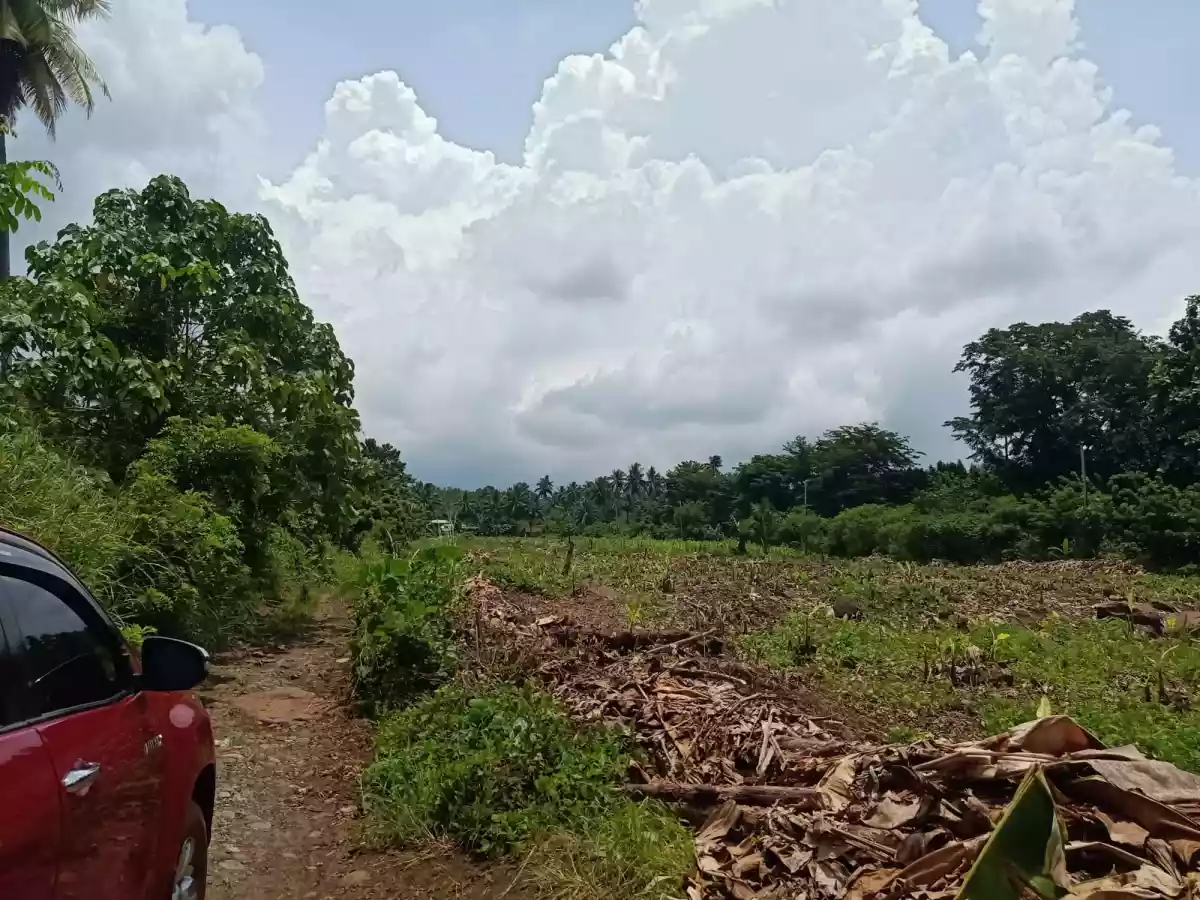 FOR SALE: Agricultural Lot ( flat terrain ) in Calinan, Davao City — Agricultural Lot in Calinan District, Davao City, Davao del Sur — Photo 2