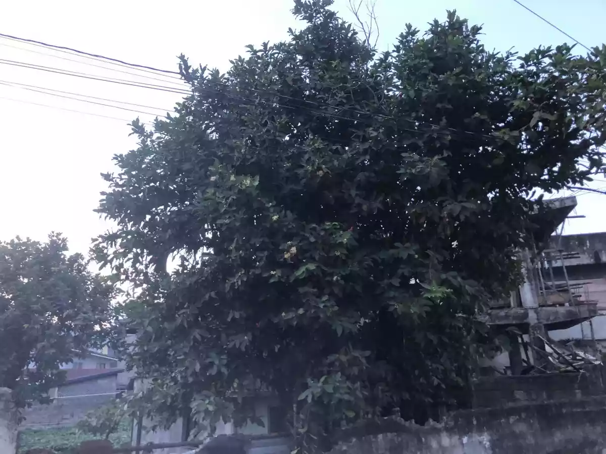 Residential CORNER LOT in Tisa, Cebu City - photo 7