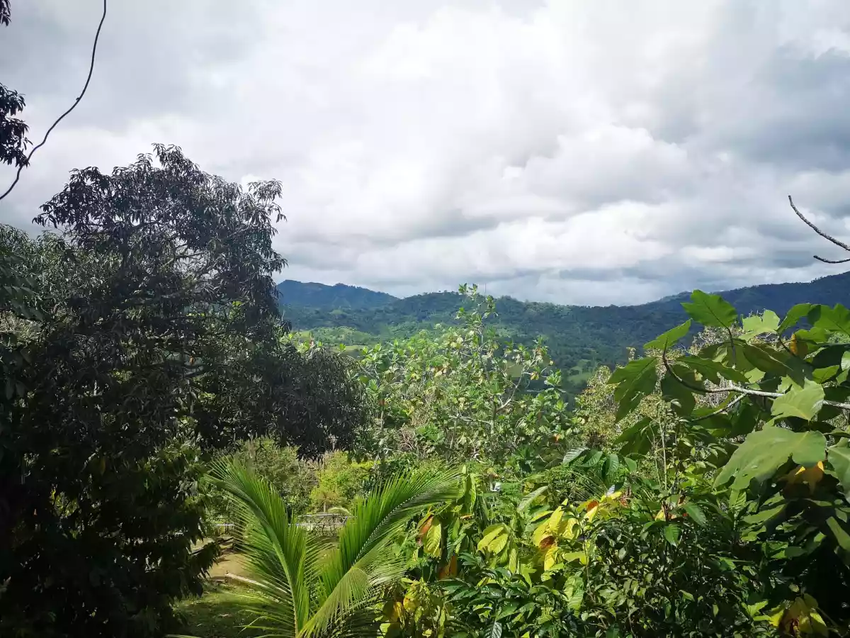 Paril Farm for SALE Cebu City  - Titled Property - photo 4