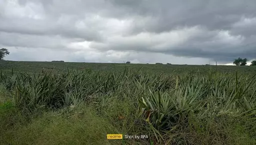Lot For Sale — Agricultural Lot in Unnamed Road, Manolo Fortich, Bukidnon — Photo 4