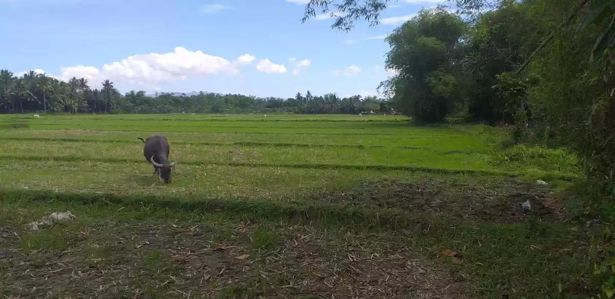 Agricultural Land for Sale: 8 Hectares Rice Field in Banga, South Cotabato — Agricultural Lot in South Cotabato, Philippines — Photo 3