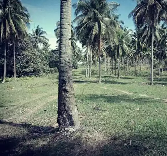 AGRICULTURAL LAND FOR SALE - photo 3