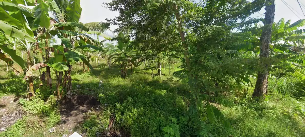 BARATO nga YUTA sa CARCAR! P2,500/sqm — Agricultural Lot in Carcar City, Cebu, Philippines — Photo 4