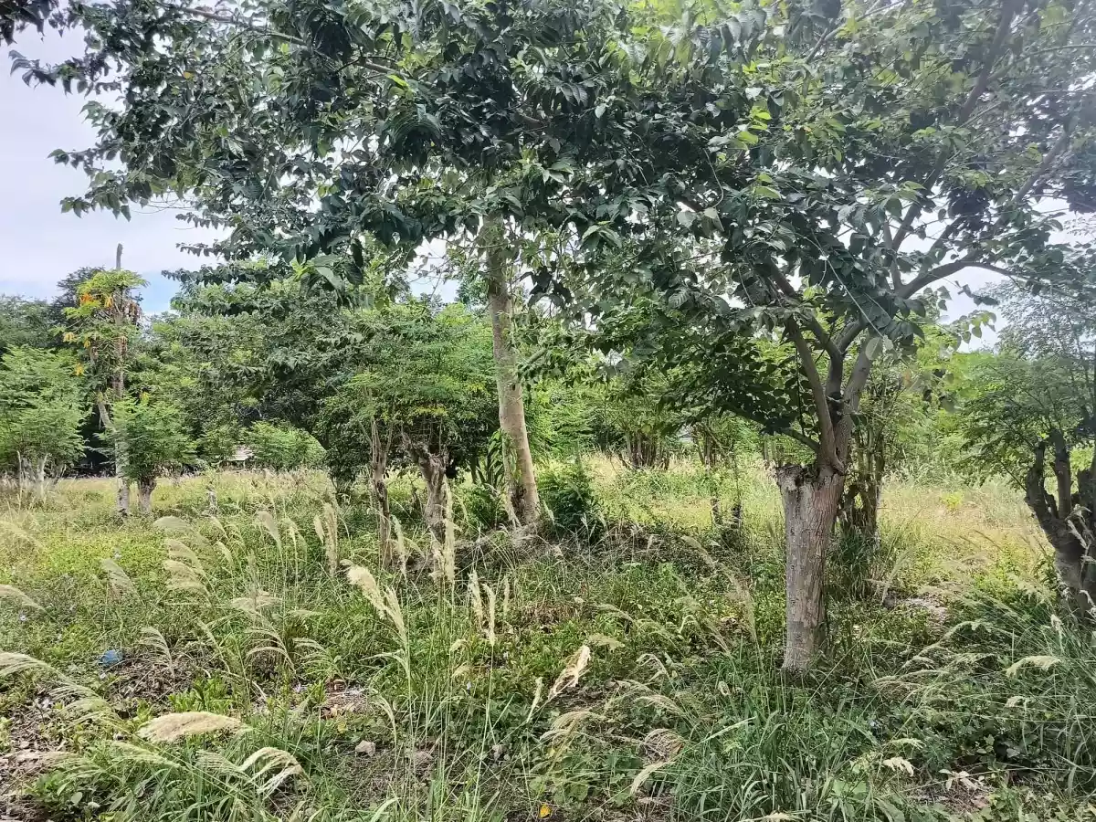 500SQM LOT PROPERTY FOR SALE AT BRGY. SAN ISIDRO — Residential Lot in General Santos City, South Cotabato, Philippines — Photo 4
