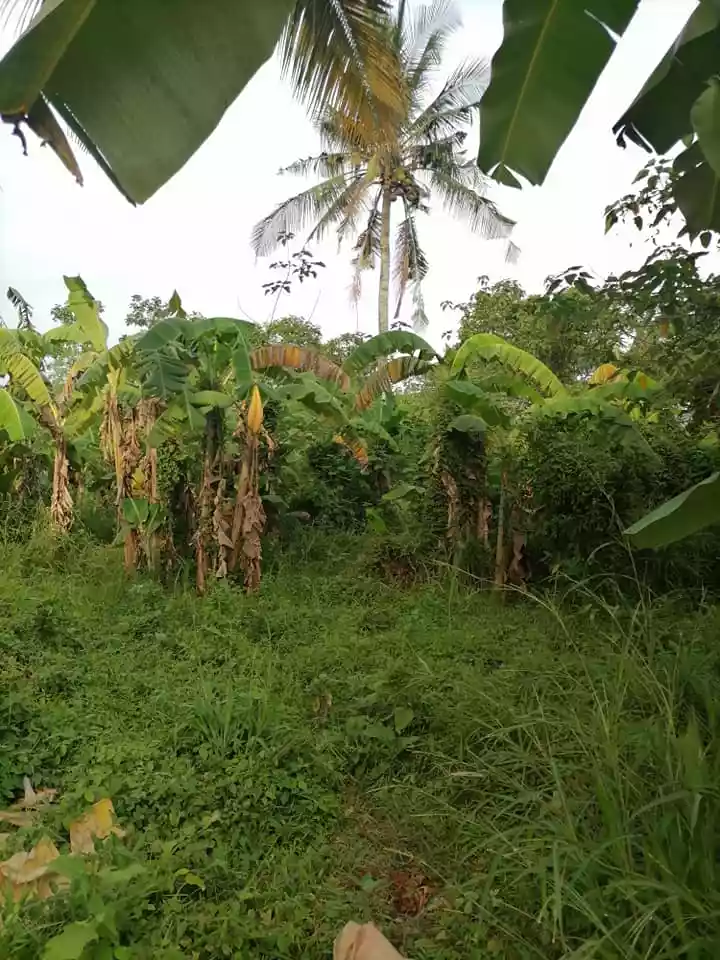 1.3hec land near highway Mandacpan Butuan City — Residential Lot in Butuan City, Agusan Del Norte, Philippines — Photo 4