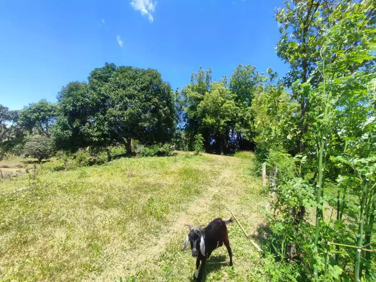 LOT FOR SALE - photo 5