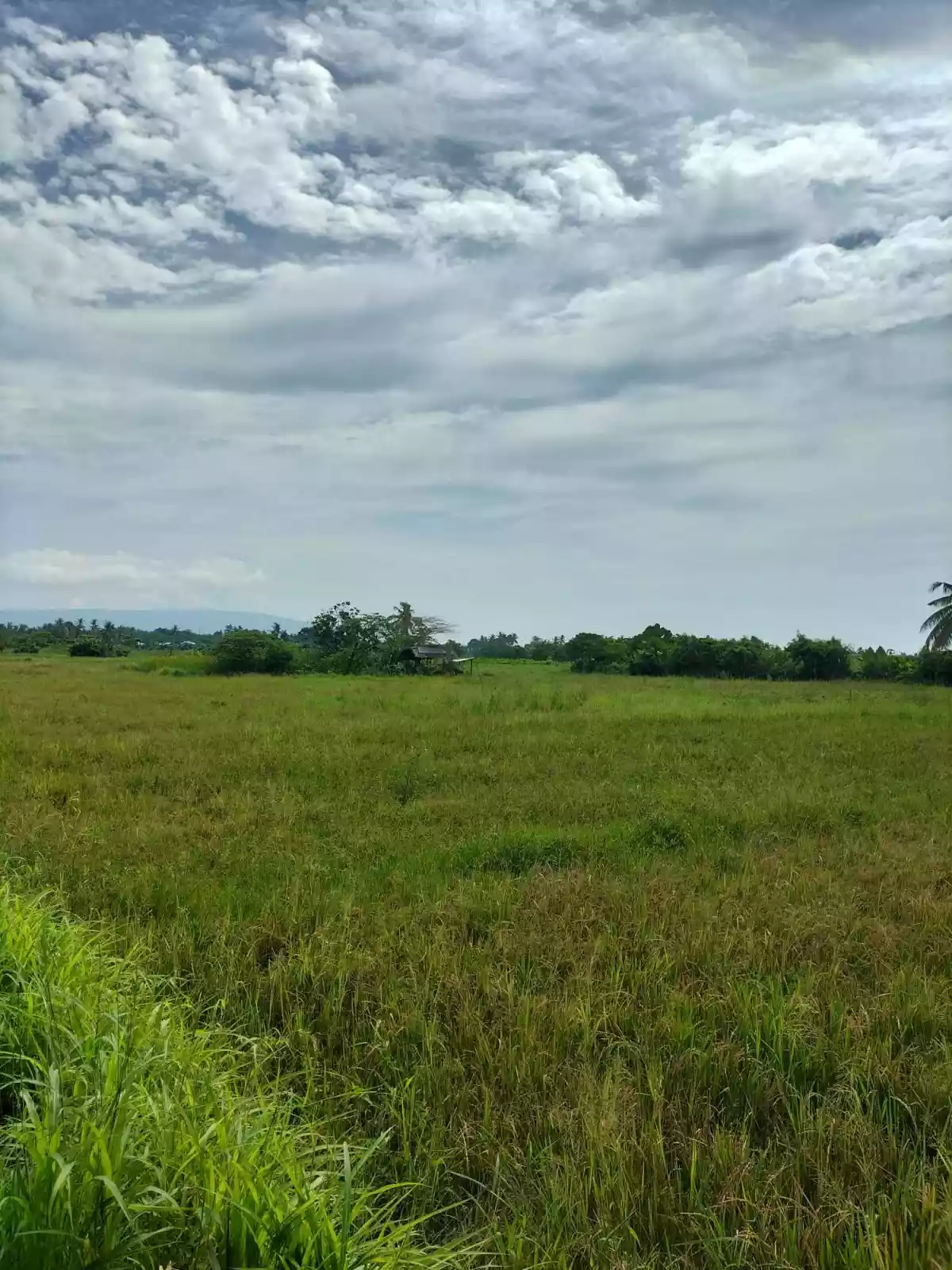3.9 Hectares For Sale Agan an Sibulan, Negros Oriental