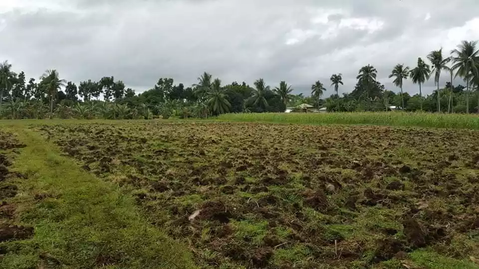 LOT FOR SALE IN PORO, CAMOTES ISLAND — Agricultural Lot in Poro, Cebu, Philippines — Photo 6