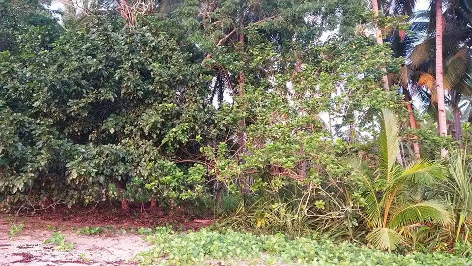 Beach Property For Sale — Beach Lot in Palawan, Philippines — Photo 6