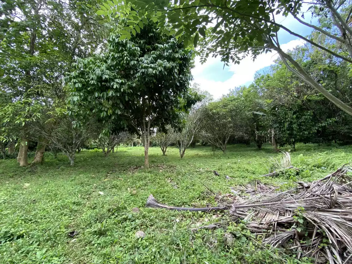 For Sale: Agri Lot in Tugbok, Davao City – Wide Frontage — Agricultural Lot in Tugbok (Pob.), Davao City, Davao del Sur — Photo 4