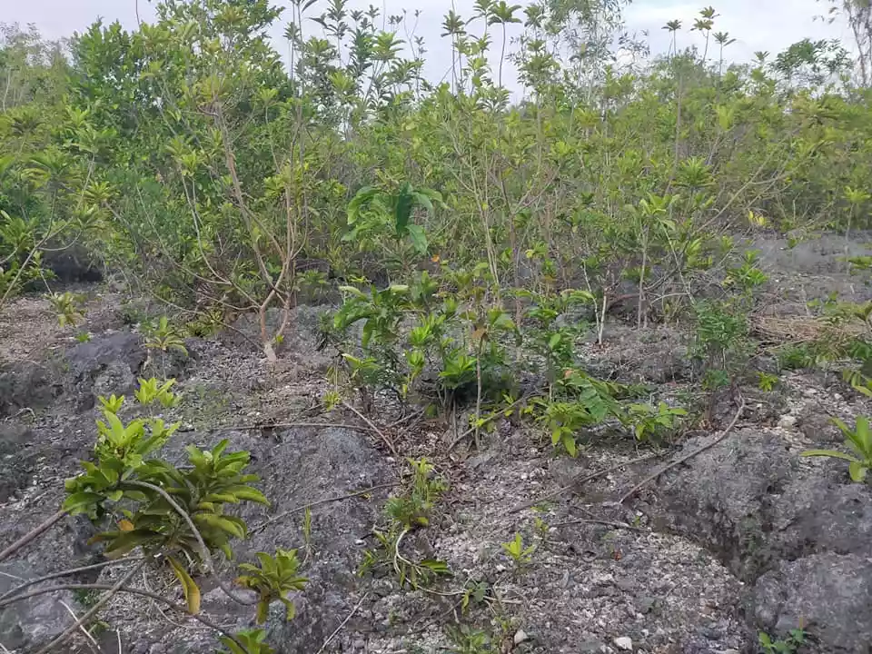 Beachfront 238sqm clean title lot for sale in Tabalong Dauis Panglao Island Bohol  17k per sqm - photo 3