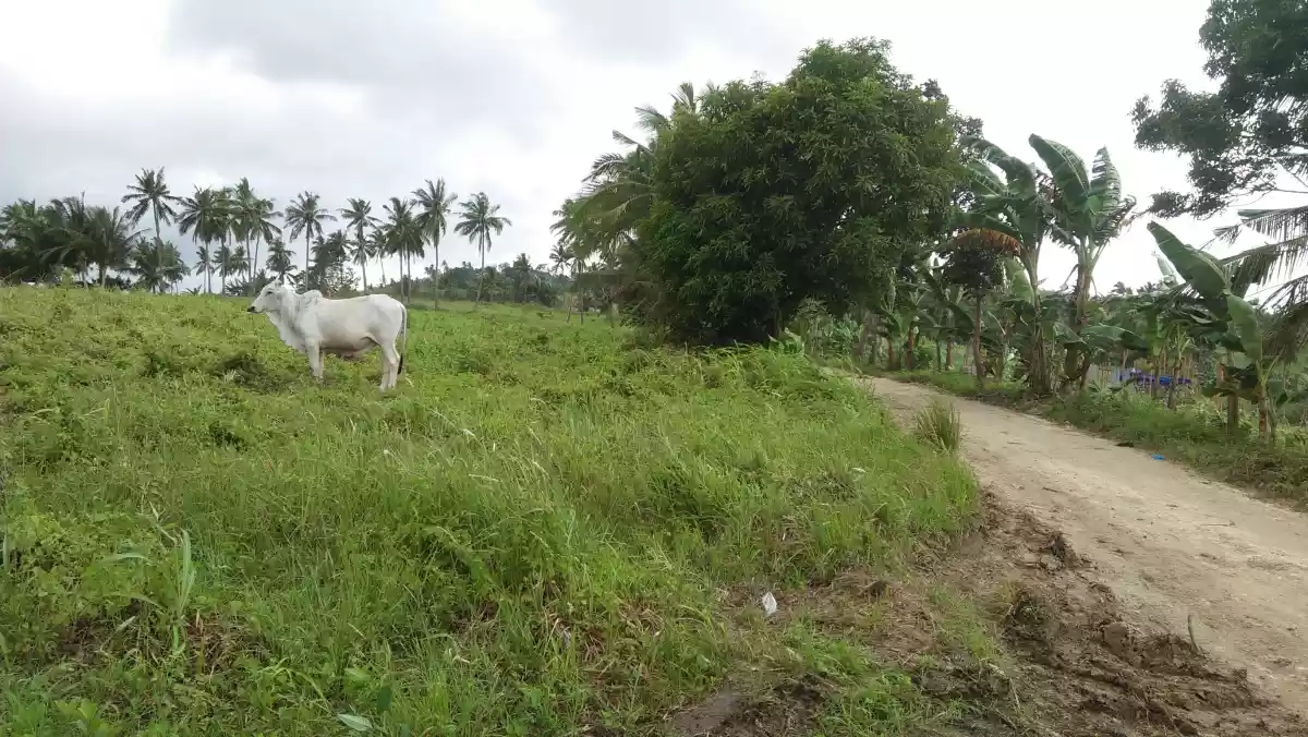 Bogo Farm Lot for Sale - photo 3