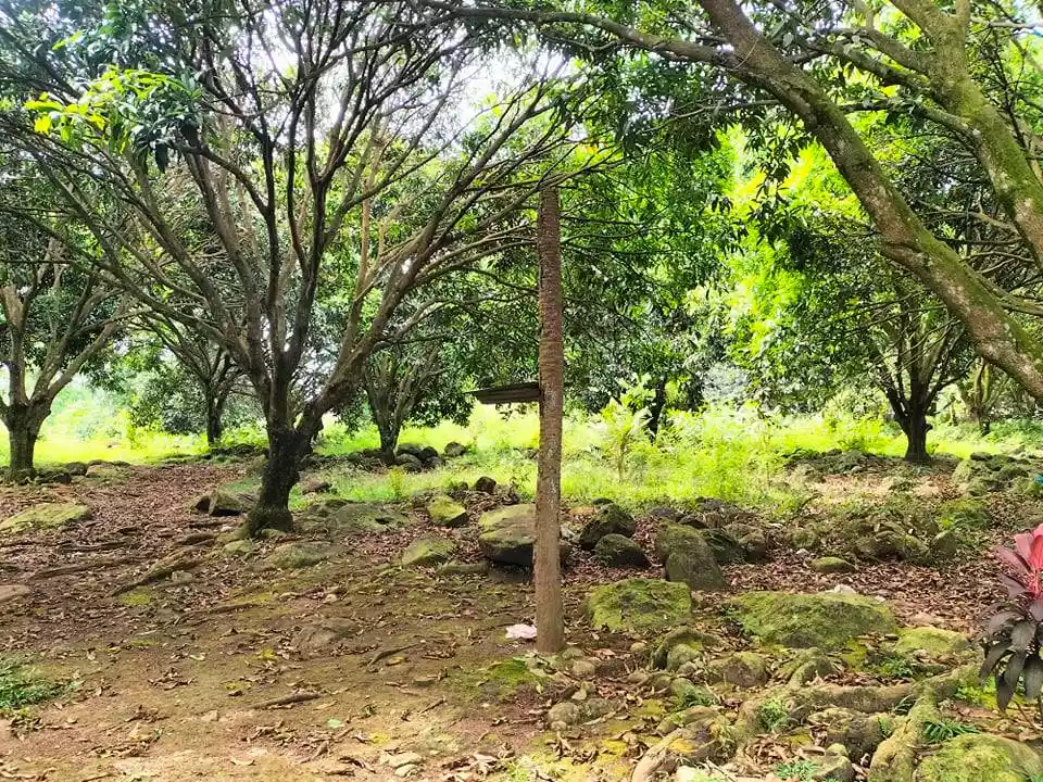 Agricultural Lot with 60 Mango Trees - photo 5