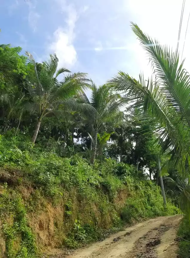 9000 SQM IN SAN FERNANDO CEBU - photo 2