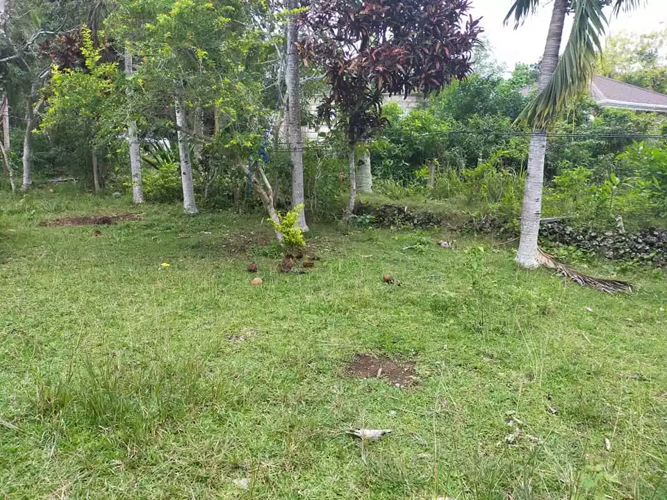 1668sqm clean title lot in Tinago Dauis Panglao Island Bohol 2,500 per sqm - photo 6