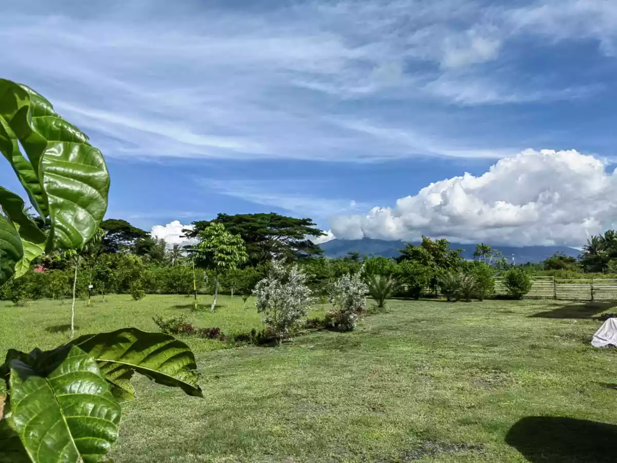 Farm Land for SALE! Nearby Naga City Upland (Clean Tittle) - photo 4