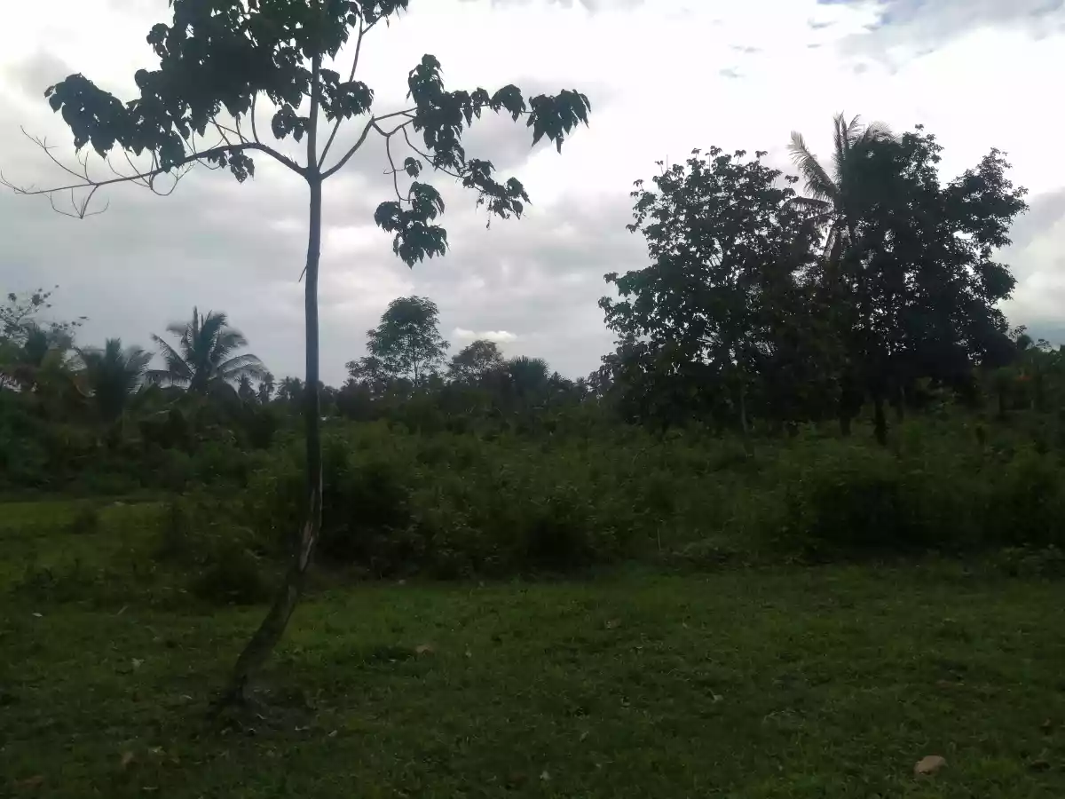 400sqm Lot for Sale — Agricultural Lot in Calinan District, Davao City, Davao del Sur — Photo 7
