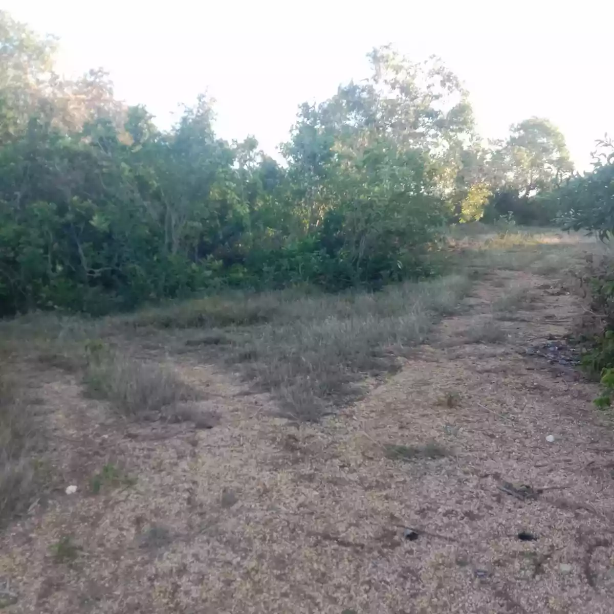 Agricultural lot