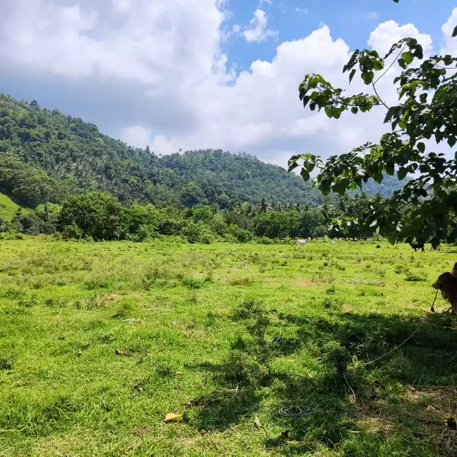 1 hectare Agricultural lot For sale - photo 4