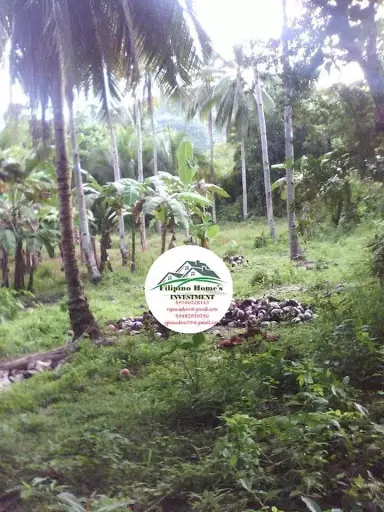 Very rush agri lot — Agricultural Lot in Cebu, Philippines — Photo 5