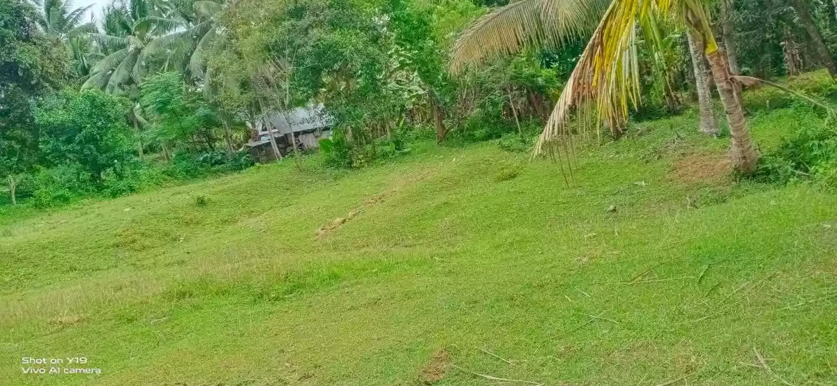 FOR SALE : 28, 301 SQM LOT IN BARILI, CEBU - photo 5