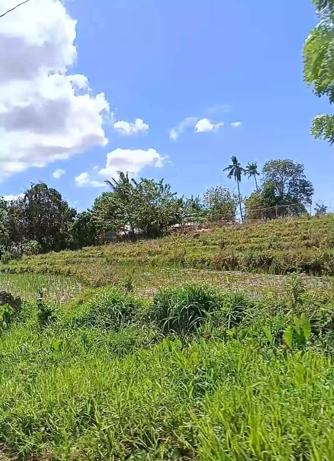 LOT FOR SALE IN ZAMBOANGUITA NEGROS ORIENTAL — Agricultural Lot in Negros Oriental, Philippines — Photo 4