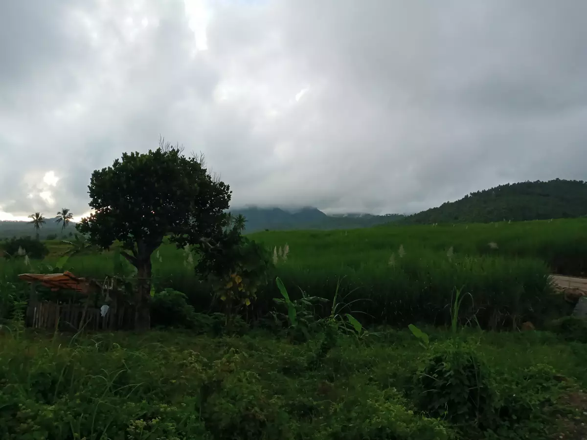 Sugarcane Plantation For Sale - photo 6
