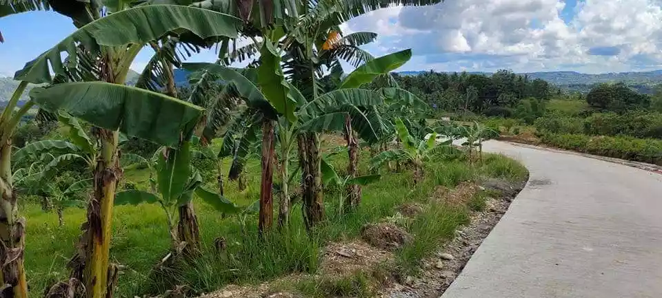 LOT FOR SALE IN BARILI, CEBU - photo 4
