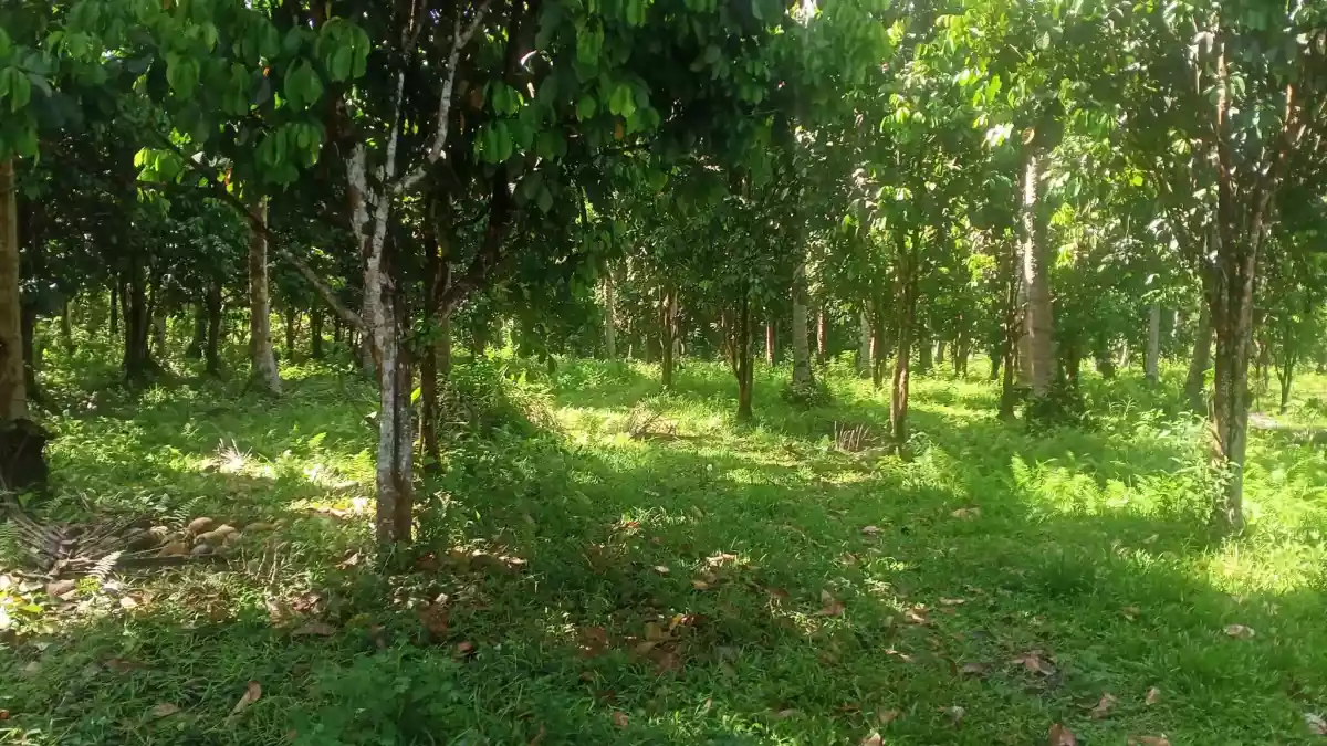 LOT FOR SALE IN ALEGRIA AGUSAN DEL SUR — Agricultural Lot in Agusan del Sur, Philippines — Photo 5