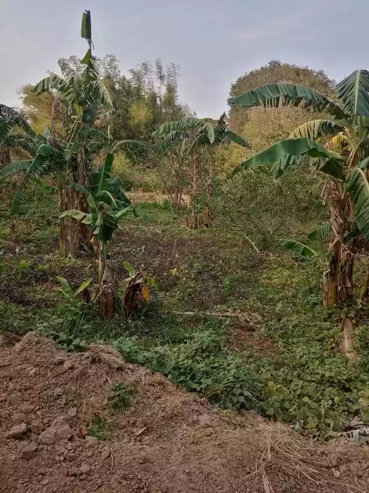 RUSH SALE LOW LOW PRICE FARM LAND WITH FRUIT BEARING TREES IN ROSARIO BATANGAS - photo 3